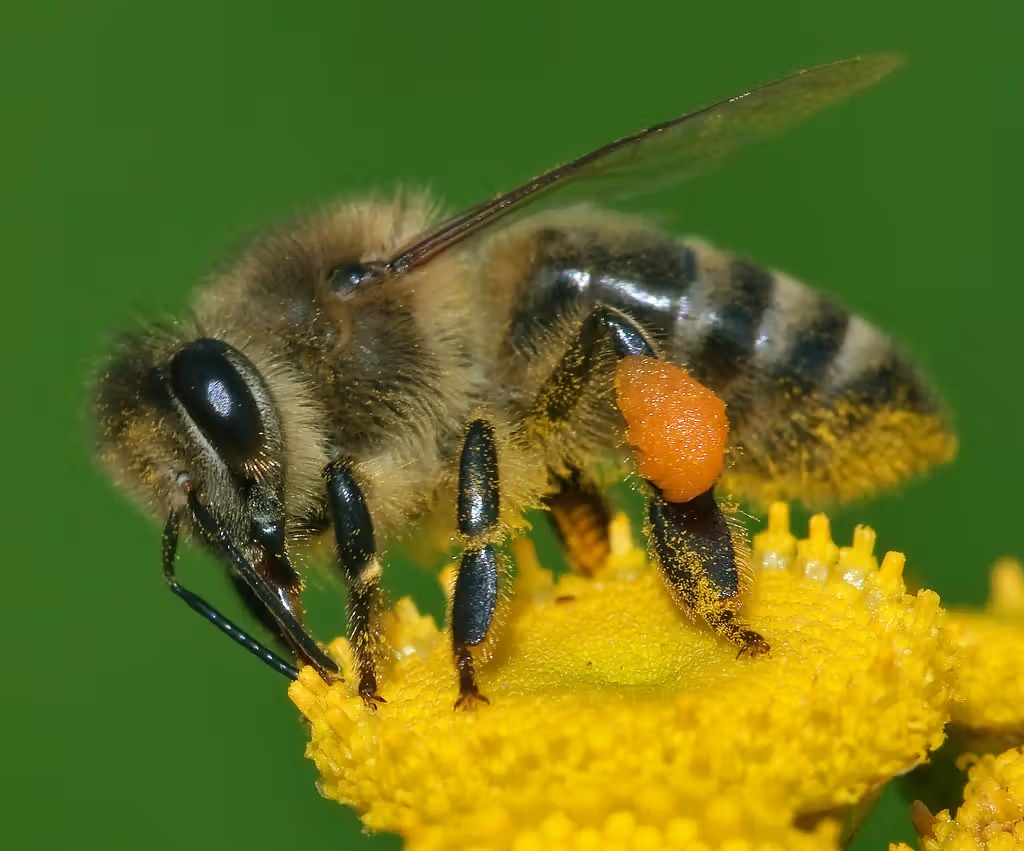 Honeybee Venom and Melittin Rapidly Kill Up To 100% of Aggressive Breast Cancer Cells in Laboratory Study
