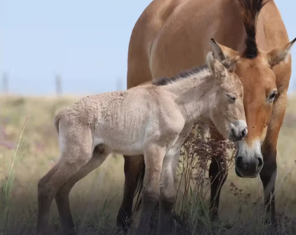 A Wild Horse Returns: Przewalski’s Horse Foal Born in Kazakhstan After 200 Years