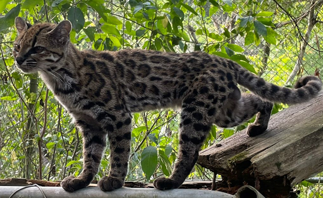 A New Wild Cat Species Has Been Formally Identified in Bolivia for the First Time in More Than 100 Years.
